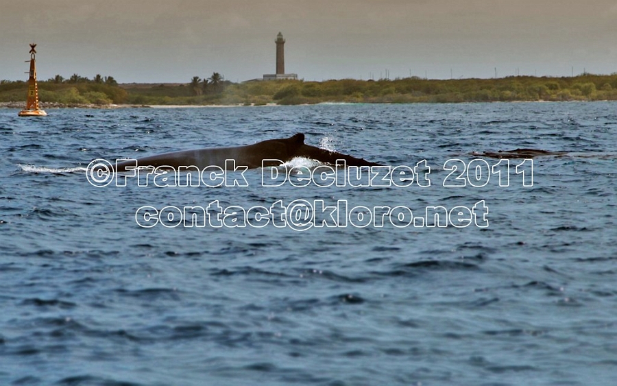 BALEINE 004